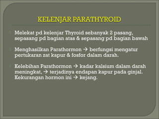 Melekat pd kelenjar Thyroid sebanyak 2 pasang,
sepasang pd bagian atas & sepasang pd bagian bawah
 Menghasilkan Parathormon  berfungsi mengatur
pertukaran zat kapur & fosfor dalam darah.
 Kelebihan Parathormon  kadar kalsium dalam darah
meningkat,  terjadinya endapan kapur pada ginjal.
Kekurangan hormon ini  kejang.
 