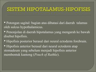  Potongan sagital: bagian atas dibatasi dari daerah talamus
oleh sulcus hypothalamicus.
 Penonjolan di daerah hipotalamus yang mengarah ke bawah
disebut hipofisis.
 Hipofisis posterior berasal dari neural ectoderm forebrain.
 Hipofisis anterior berasal dari neural ectoderm atap
stomadeum yang sebelum menjadi hipofisis anterior
membentuk kantong (Pouch of Rathke).
 