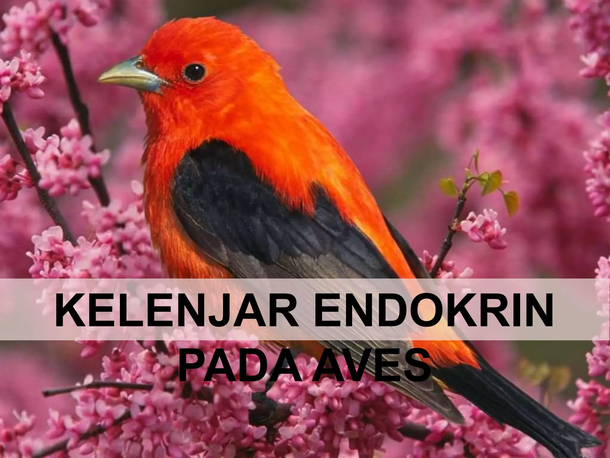 KELENJAR ENDOKRIN
PADA AVES
 