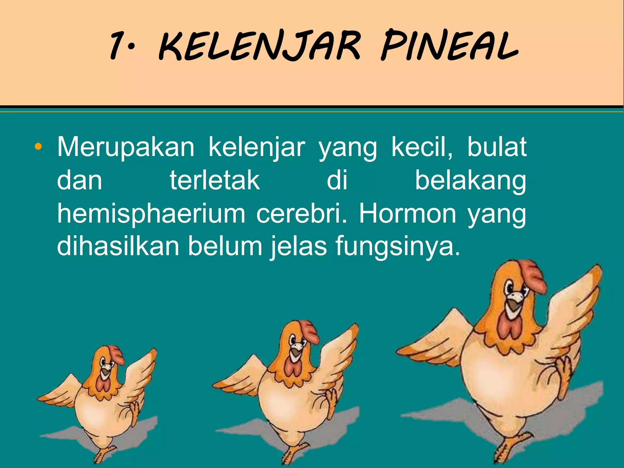 1. KELENJAR PINEAL
• Merupakan kelenjar yang kecil, bulat
dan terletak di belakang
hemisphaerium cerebri. Hormon yang
dihasilkan belum jelas fungsinya.
 