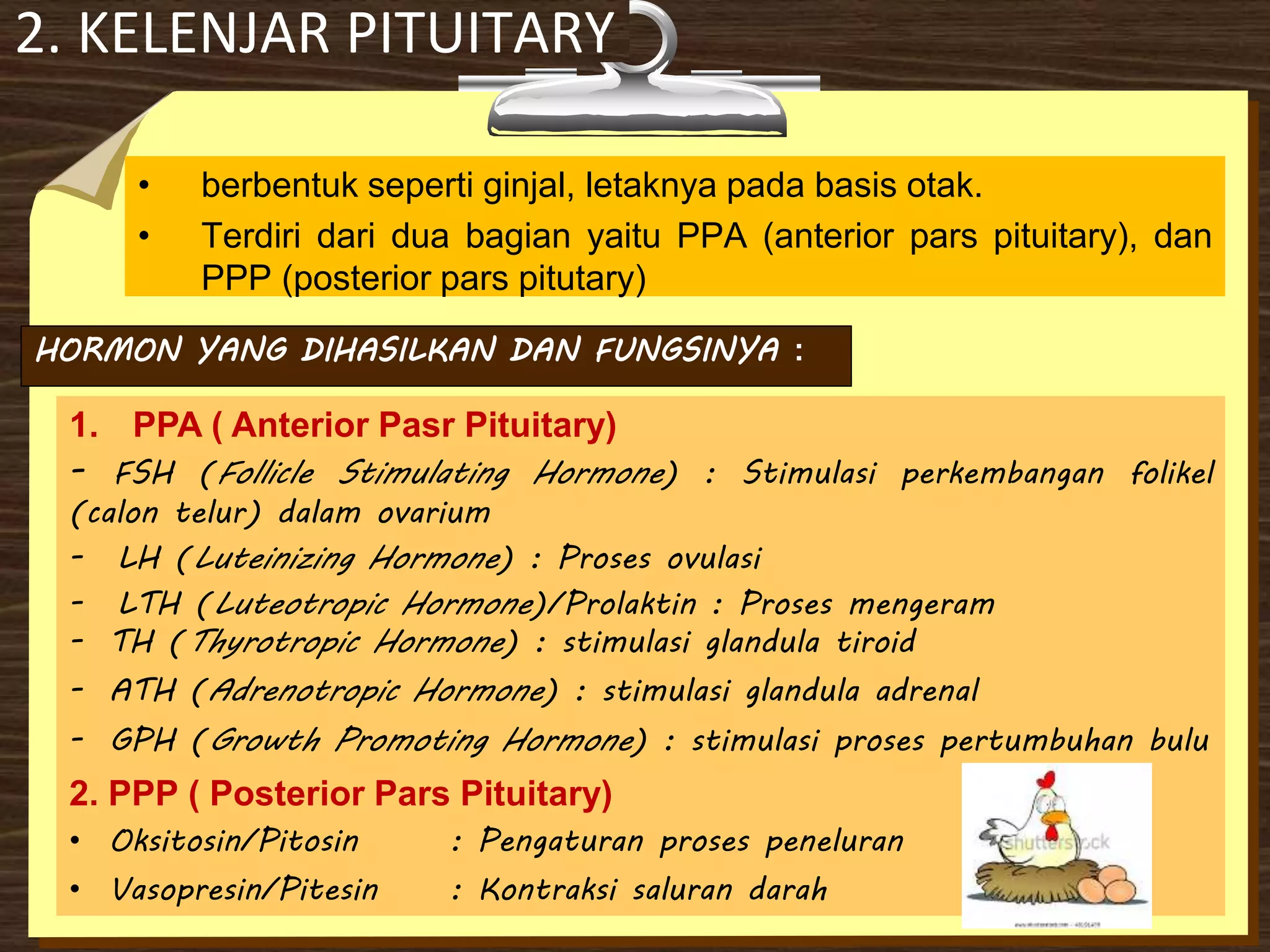2. KELENJAR PITUITARY
• berbentuk seperti ginjal, letaknya pada basis otak.
• Terdiri dari dua bagian yaitu PPA (anterior pars pituitary), dan
PPP (posterior pars pitutary)
HORMON YANG DIHASILKAN DAN FUNGSINYA :
1. PPA ( Anterior Pasr Pituitary)
- FSH (Follicle Stimulating Hormone) : Stimulasi perkembangan folikel
(calon telur) dalam ovarium
- LH (Luteinizing Hormone) : Proses ovulasi
- LTH (Luteotropic Hormone)/Prolaktin : Proses mengeram
- TH (Thyrotropic Hormone) : stimulasi glandula tiroid
- ATH (Adrenotropic Hormone) : stimulasi glandula adrenal
- GPH (Growth Promoting Hormone) : stimulasi proses pertumbuhan bulu
2. PPP ( Posterior Pars Pituitary)
• Oksitosin/Pitosin : Pengaturan proses peneluran
• Vasopresin/Pitesin : Kontraksi saluran darah
 