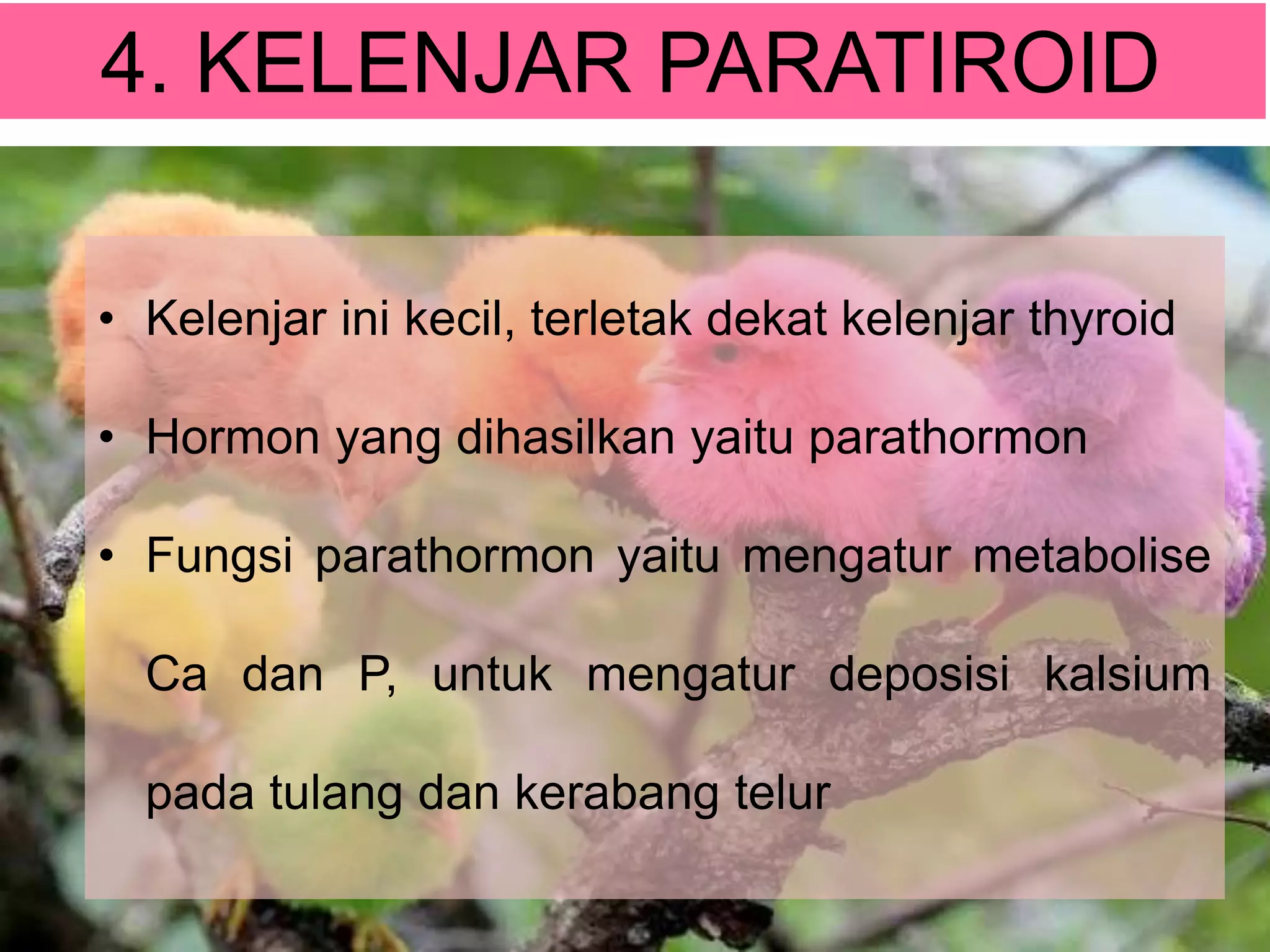 4. KELENJAR PARATIROID
• Kelenjar ini kecil, terletak dekat kelenjar thyroid
• Hormon yang dihasilkan yaitu parathormon
• Fungsi parathormon yaitu mengatur metabolise
Ca dan P, untuk mengatur deposisi kalsium
pada tulang dan kerabang telur
 
