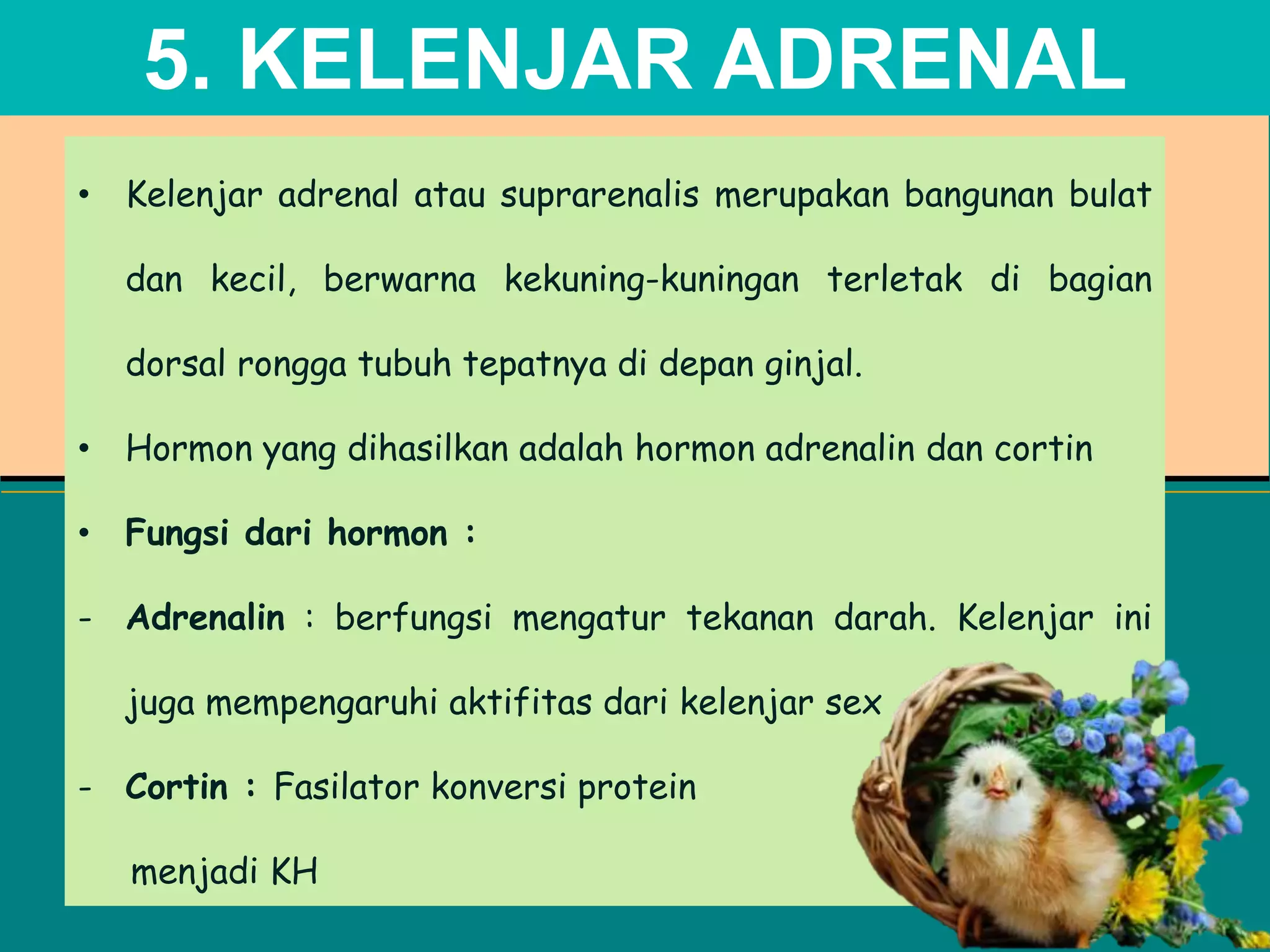• Kelenjar adrenal atau suprarenalis merupakan bangunan bulat
dan kecil, berwarna kekuning-kuningan terletak di bagian
dorsal rongga tubuh tepatnya di depan ginjal.
• Hormon yang dihasilkan adalah hormon adrenalin dan cortin
• Fungsi dari hormon :
- Adrenalin : berfungsi mengatur tekanan darah. Kelenjar ini
juga mempengaruhi aktifitas dari kelenjar sex
- Cortin : Fasilator konversi protein
menjadi KH
5. KELENJAR ADRENAL
 