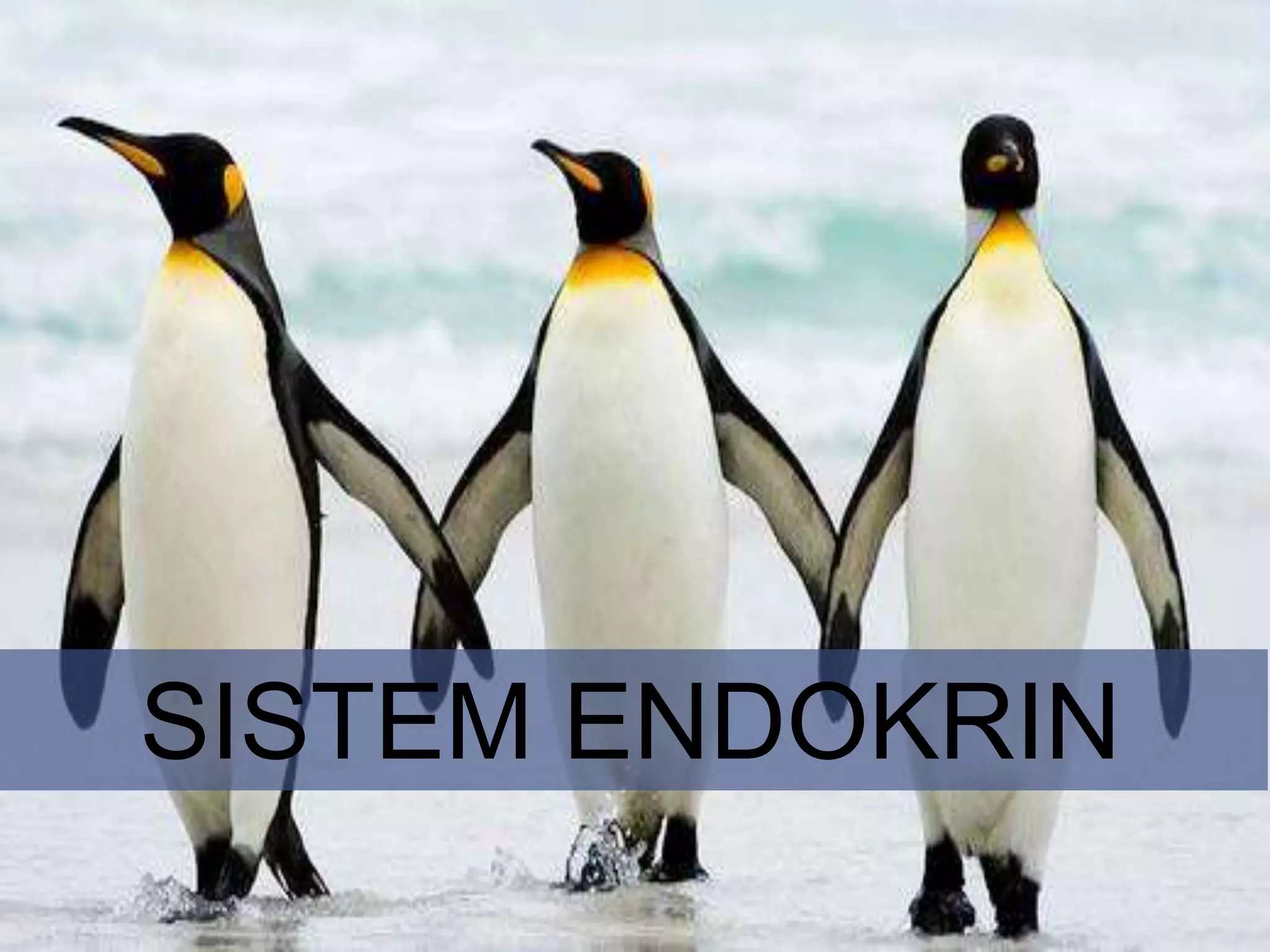SISTEM ENDOKRIN
SISTEM ENDOKRIN
SISTEM ENDOKRIN
 