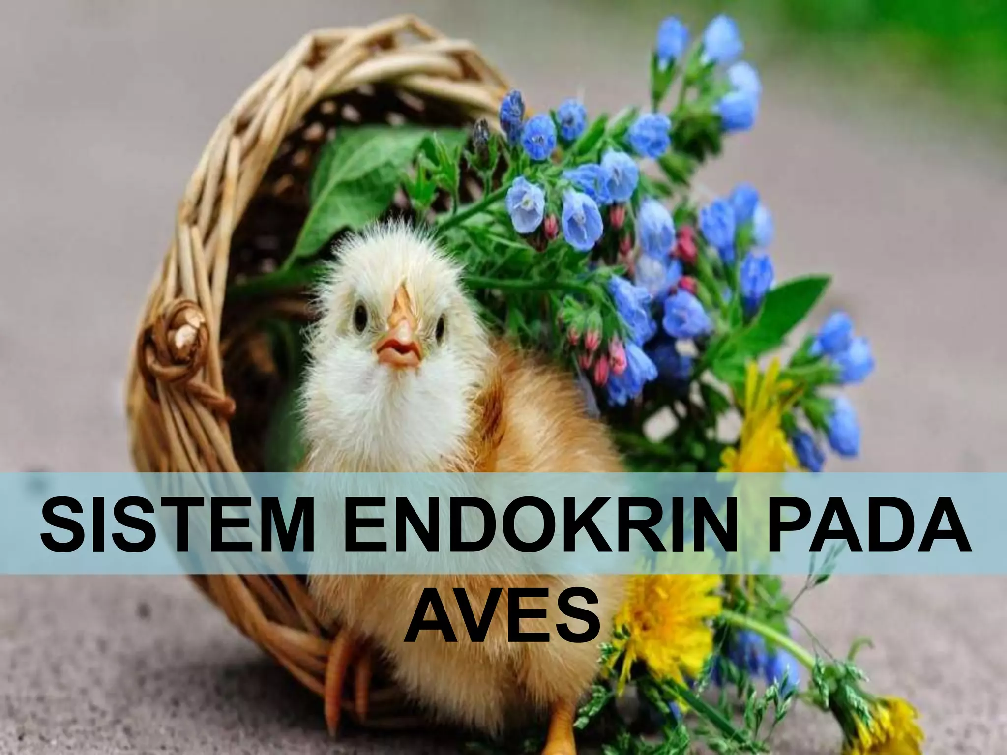 SISTEM ENDOKRIN PADA
AVES
 