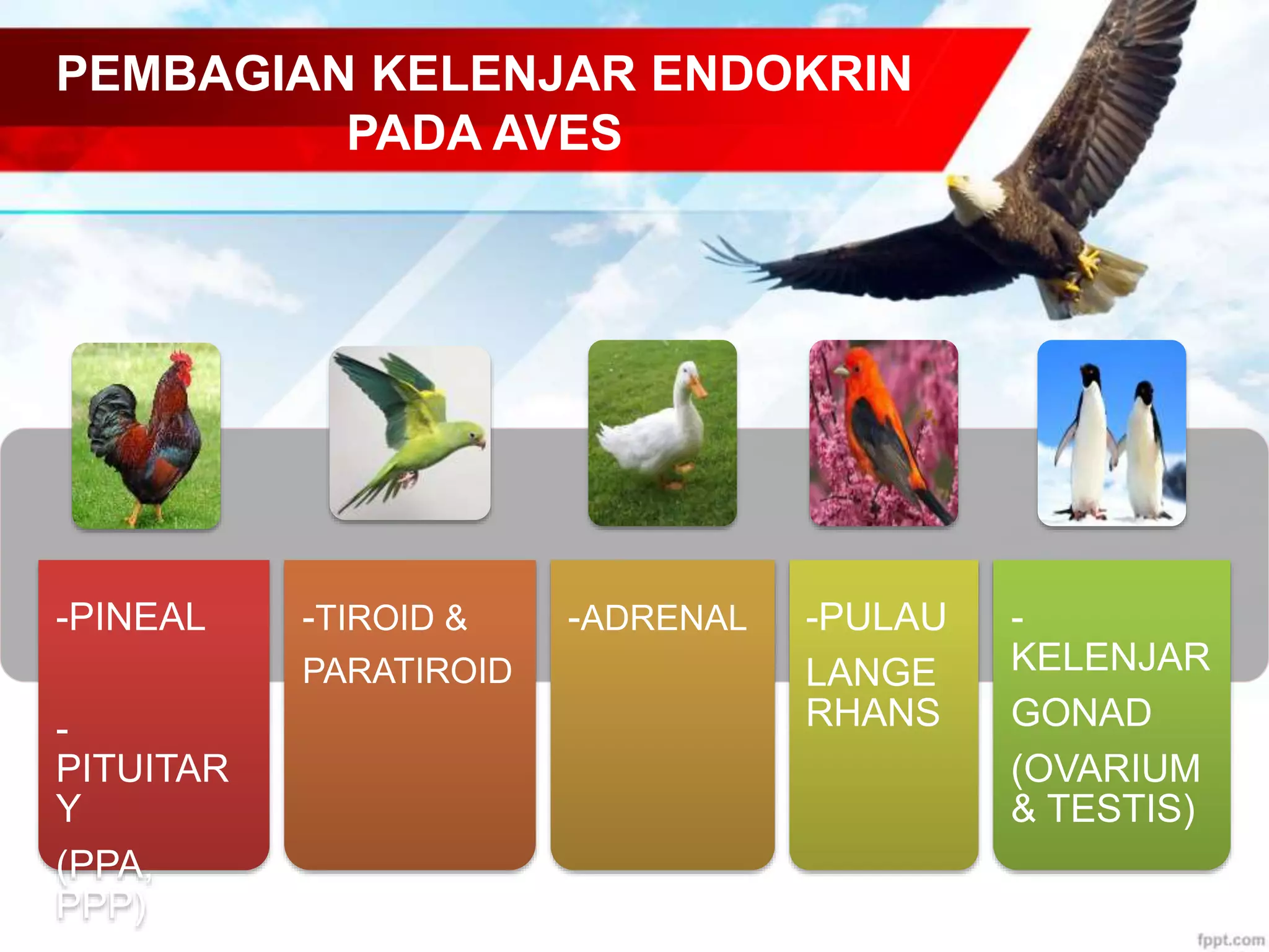 -PINEAL
-
PITUITAR
Y
(PPA,
PPP)
-TIROID &
PARATIROID
-ADRENAL -PULAU
LANGE
RHANS
-
KELENJAR
GONAD
(OVARIUM
& TESTIS)
PEMBAGIAN KELENJAR ENDOKRIN
PADA AVES
 