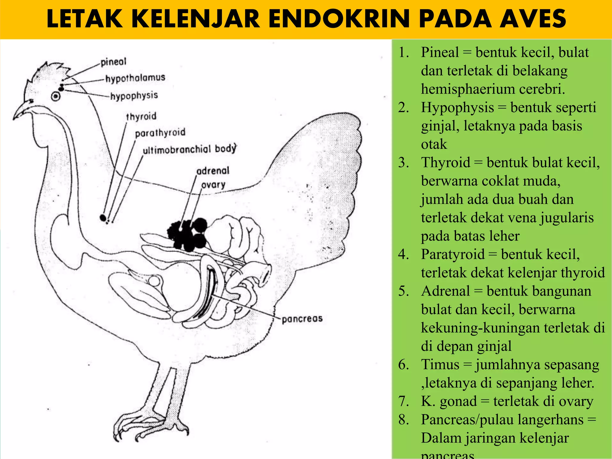 LETAK KELENJAR ENDOKRIN PADA AVES
1. Pineal = bentuk kecil, bulat
dan terletak di belakang
hemisphaerium cerebri.
2. Hypophysis = bentuk seperti
ginjal, letaknya pada basis
otak
3. Thyroid = bentuk bulat kecil,
berwarna coklat muda,
jumlah ada dua buah dan
terletak dekat vena jugularis
pada batas leher
4. Paratyroid = bentuk kecil,
terletak dekat kelenjar thyroid
5. Adrenal = bentuk bangunan
bulat dan kecil, berwarna
kekuning-kuningan terletak di
di depan ginjal
6. Timus = jumlahnya sepasang
,letaknya di sepanjang leher.
7. K. gonad = terletak di ovary
8. Pancreas/pulau langerhans =
Dalam jaringan kelenjar
 