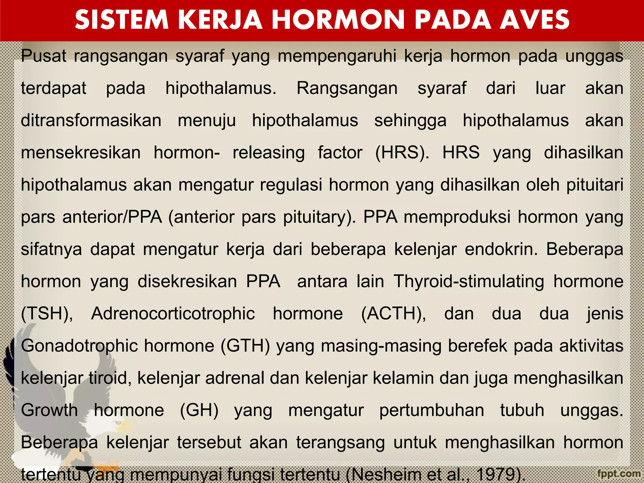 SISTEM KERJA HORMON PADA AVES
Pusat rangsangan syaraf yang mempengaruhi kerja hormon pada unggas
terdapat pada hipothalamus. Rangsangan syaraf dari luar akan
ditransformasikan menuju hipothalamus sehingga hipothalamus akan
mensekresikan hormon- releasing factor (HRS). HRS yang dihasilkan
hipothalamus akan mengatur regulasi hormon yang dihasilkan oleh pituitari
pars anterior/PPA (anterior pars pituitary). PPA memproduksi hormon yang
sifatnya dapat mengatur kerja dari beberapa kelenjar endokrin. Beberapa
hormon yang disekresikan PPA antara lain Thyroid-stimulating hormone
(TSH), Adrenocorticotrophic hormone (ACTH), dan dua dua jenis
Gonadotrophic hormone (GTH) yang masing-masing berefek pada aktivitas
kelenjar tiroid, kelenjar adrenal dan kelenjar kelamin dan juga menghasilkan
Growth hormone (GH) yang mengatur pertumbuhan tubuh unggas.
Beberapa kelenjar tersebut akan terangsang untuk menghasilkan hormon
tertentu yang mempunyai fungsi tertentu (Nesheim et al., 1979).
 