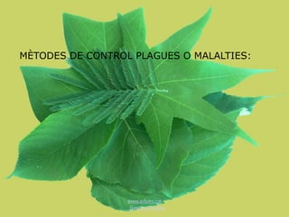 www.arbres.cat
Gemma Esteba
MÈTODES DE CONTROL PLAGUES O MALALTIES:
 
