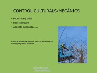 www.arbres.cat
Gemma Esteba
CONTROL CULTURALS/MECÀNICS
• Podes adequades
• Regs adequats
• Abonats adequats......
Exemple: Podes excessives són una porta oberta a
futures plagues i/o malalties
 