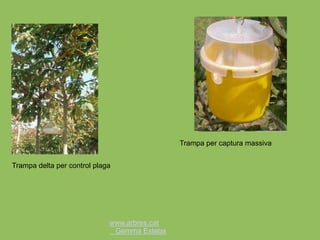 www.arbres.cat
Gemma Esteba
Trampa delta per control plaga
Trampa per captura massiva
 