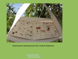 www.arbres.cat
Gemma Esteba
Observacions setmanals per fixar nivell de tolarància
 