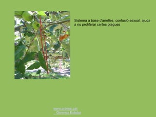 www.arbres.cat
Gemma Esteba
Sistema a base d'anelles, confusió sexual, ajuda
a no proliferar certes plagues
 