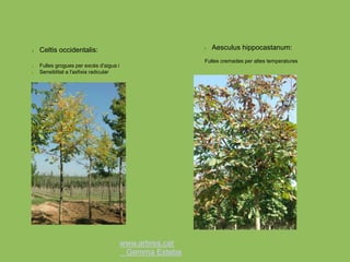 www.arbres.cat
Gemma Esteba
l Celtis occidentalis:
l Fulles grogues per excés d'aigua i
l Sensiblitat a l'asfixia radicular
l Aesculus hippocastanum:
Fulles cremades per altes temperatures
 