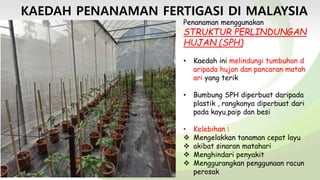 Kaedah Penanaman Fertigasi Di Malaysia
