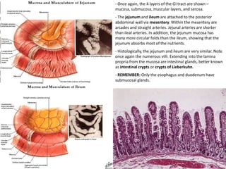 Sistem gastrointestinal