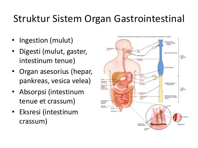 Sistem gastrointestinal