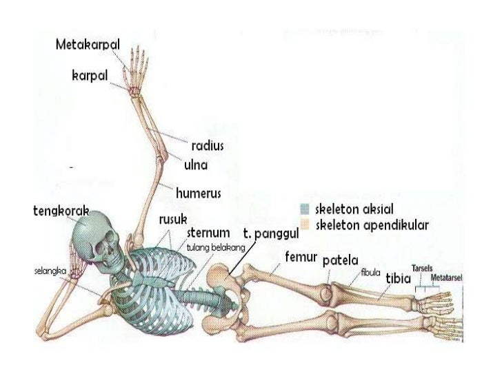 Sistem Gerak