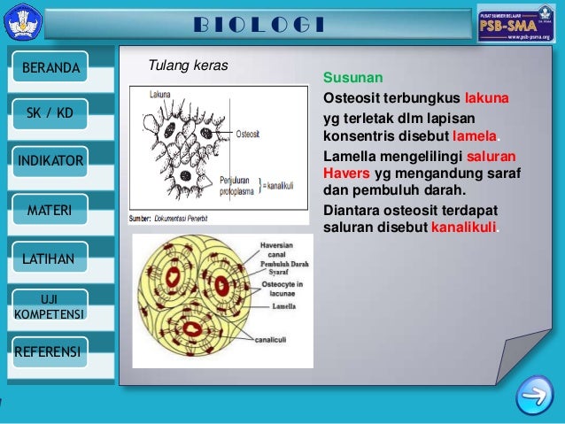 Sistem Gerak 