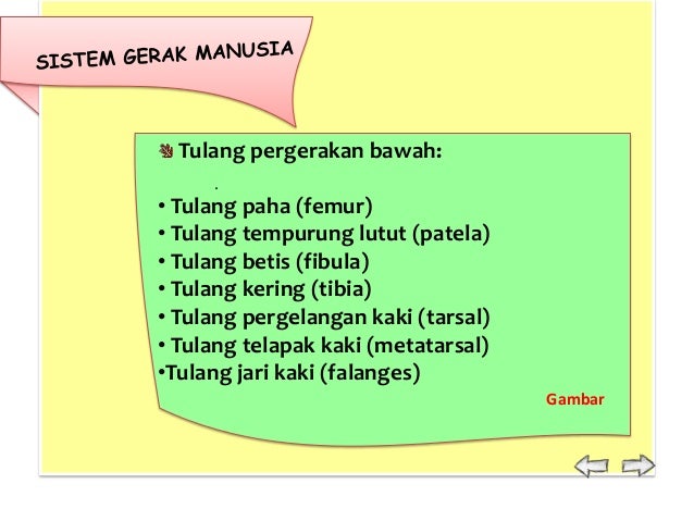 Sistem Gerak 26291117