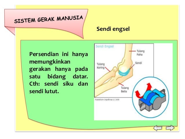 Sistem Gerak 26291117