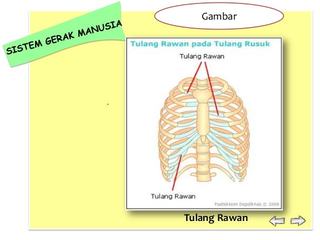 Sistem Gerak 26291117