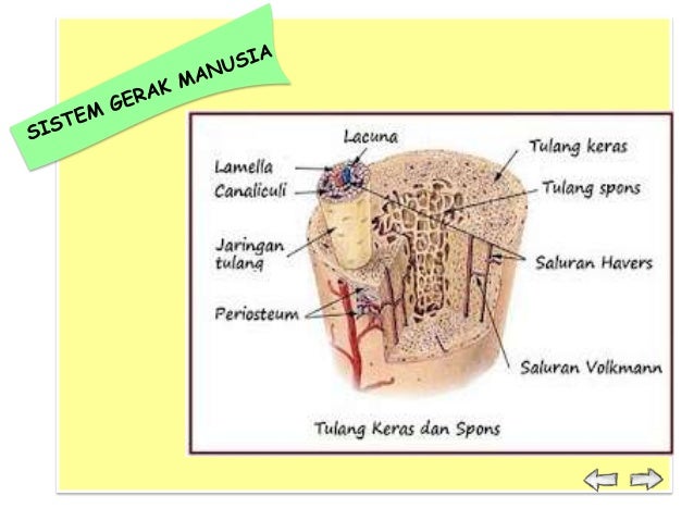 Sistem Gerak 26291117