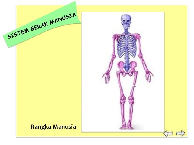 Sistem Gerak 26291117
