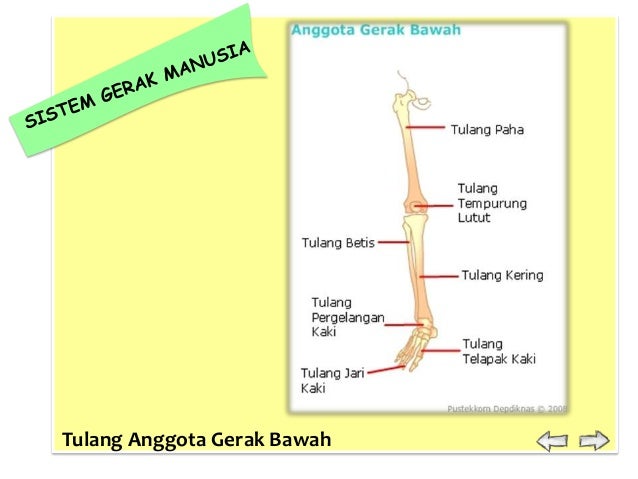 Sistem Gerak 26291117