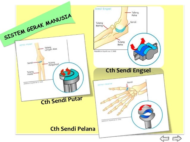 Sistem Gerak 26291117