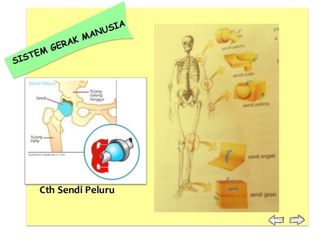 Sistem Gerak 26291117