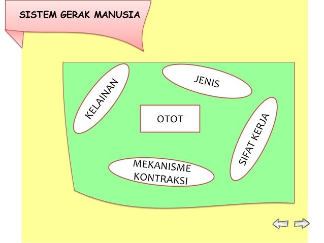 Sistem Gerak 26291117