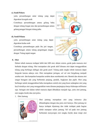 c). Sendi Peluru
yaitu persambungan antar tulang yang dapat
digerakan kesegala arah
Contohnya persambungan antara gelang bahu
dengan tulang lengan atas dan persambungan antara
gelang panggul dengan tulang paha.

d). Sendi Pelana
yaitu persambungan antar tulang yang dapat
digerakan kedua arah
Contohnya persambungan pada ibu jari tangan,
persambungan antara tulang pergelangan tangan
dengan Tulang tapak tangan

E. Otot
Dalam tubuh manusia terdapat labih dari 600 otot, dalam sistem, gerak pada manusia otot
berbeda dengan tulang. Otot merupakan alat gerak aktif dimana otot dapat menggerakkan
tulang yang berfungsi debagai alat gerak pasif. Tulang pada rangka tubuh manusia dapat
bergerak karena adanya otot. Otot merupakan jaringan, sel sel otot bergabung menjadi
serabut otot dan kumpulan kumpulan serabut akan membentuk otot. Bentuk dan ukuran otot
sangat beragam ada yang berbentuk panjang, pendek, lingkaran dan pipih. Otot yang
berfungsi untuk menggerakkan bahu merupakan contoh otot yang besar sedangkan otot yang
kecil misalnya otot yang menggerakkan mata dimana panjangnya hanya beberapa millimeter
saja. Jaringan otot dalam tubuh manusia dapat dibedakan menjadi tiga, yaitu otot jantung,
otot rangka (lurik) dan otot polos.
1. Otot Jantung
Otot

jantung

merupakan

otot

yang

istimewa

jika

dibandingkan dengan dua jenis otot lainnya. Otot jantung ini
hanya terdapat dijantung dan tidak terdapat pada bagian
tubuh manapun selain jantung. Sel sel pada otot jantung
berbentuk menyerupai otot rangka (lurik) akan tetapi otot

 
