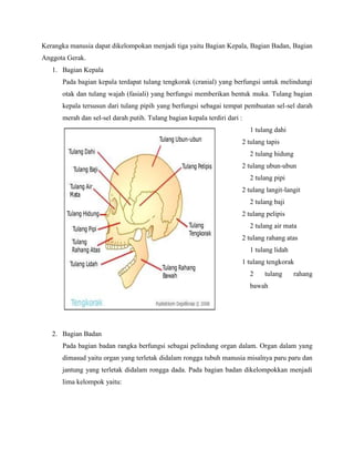 Kerangka manusia dapat dikelompokan menjadi tiga yaitu Bagian Kepala, Bagian Badan, Bagian
Anggota Gerak.
1. Bagian Kepala
Pada bagian kepala terdapat tulang tengkorak (cranial) yang berfungsi untuk melindungi
otak dan tulang wajah (fasiali) yang berfungsi memberikan bentuk muka. Tulang bagian
kepala tersusun dari tulang pipih yang berfungsi sebagai tempat pembuatan sel-sel darah
merah dan sel-sel darah putih. Tulang bagian kepala terdiri dari :
1 tulang dahi
2 tulang tapis
2 tulang hidung
2 tulang ubun-ubun
2 tulang pipi
2 tulang langit-langit
2 tulang baji
2 tulang pelipis
2 tulang air mata
2 tulang rahang atas
1 tulang lidah
1 tulang tengkorak
2

tulang

rahang

bawah

2. Bagian Badan
Pada bagian badan rangka berfungsi sebagai pelindung organ dalam. Organ dalam yang
dimasud yaitu organ yang terletak didalam rongga tubuh manusia misalnya paru paru dan
jantung yang terletak didalam rongga dada. Pada bagian badan dikelompokkan menjadi
lima kelompok yaitu:

 