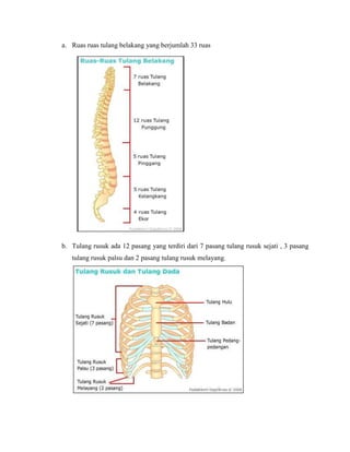 a. Ruas ruas tulang belakang yang berjumlah 33 ruas

b. Tulang rusuk ada 12 pasang yang terdiri dari 7 pasang tulang rusuk sejati , 3 pasang
tulang rusuk palsu dan 2 pasang tulang rusuk melayang.

 