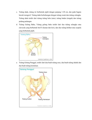 c. Tulang dada, tulang ini berbentuk pipih dengan panjang 1-20 cm, dan pada bagian
bawah mengecil. Tulang dada berhubungan dengan tulang rusuk dan tulang selangka.
Tulang dada terdiri dari tulang tulang hulu (atas), tulang badan (tengah) dan tulang
pedang pedangan.
d. Tulang Gelang Bahu, Tulang gelang bahu terdiri dari dua tulang selangka atau
clavicula yang berbentuk hruf S (kanan dan kiri), dan dua tulang belikat atau scapula
yang berbentuk pipih.

e. Tulang Gelang Panggul, terdiri dari dua buah tulang usus, dua buah tulang duduk dan
dua buah tulang kemaluan.

 