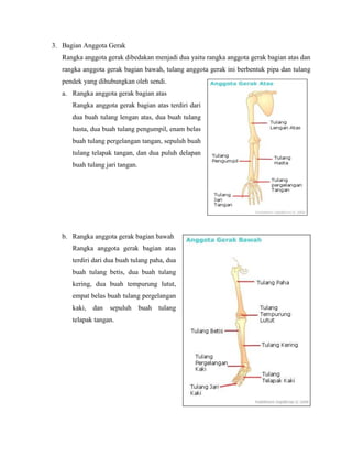 3. Bagian Anggota Gerak
Rangka anggota gerak dibedakan menjadi dua yaitu rangka anggota gerak bagian atas dan
rangka anggota gerak bagian bawah, tulang anggota gerak ini berbentuk pipa dan tulang
pendek yang dihubungkan oleh sendi.
a. Rangka anggota gerak bagian atas
Rangka anggota gerak bagian atas terdiri dari
dua buah tulang lengan atas, dua buah tulang
hasta, dua buah tulang pengumpil, enam belas
buah tulang pergelangan tangan, sepuluh buah
tulang telapak tangan, dan dua puluh delapan
buah tulang jari tangan.

b. Rangka anggota gerak bagian bawah
Rangka anggota gerak bagian atas
terdiri dari dua buah tulang paha, dua
buah tulang betis, dua buah tulang
kering, dua buah tempurung lutut,
empat belas buah tulang pergelangan
kaki,

dan

sepuluh

telapak tangan.

buah

tulang

 