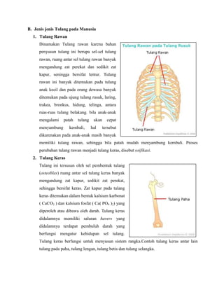 B. Jenis jenis Tulang pada Manusia
1. Tulang Rawan
Dinamakan Tulang rawan karena bahan
penyusun tulang ini berupa sel-sel tulang
rawan, ruang antar sel tulang rawan banyak
mengandung zat perekat dan sedikit zat
kapur, seningga bersifat lentur. Tulang
rawan ini banyak ditemukan pada tulang
anak kecil dan pada orang dewasa banyak
ditemukan pada ujung tulang rusuk, laring,
trakea, bronkus, hidung, telinga, antara
ruas-ruas tulang belakang. bila anak-anak
mengalami

patah

menyambung

tulang

kembali,

akan
hal

cepat
tersebut

dikarenakan pada anak-anak masih banyak
memiliki tulang rawan, sehingga bila patah mudah menyambung kembali. Proses
perubahan tulang rawan menjadi tulang keras, disebut osifikasi.
2. Tulang Keras
Tulang ini tersusun oleh sel pembentuk tulang
(osteoblas) ruang antar sel tulang keras banyak
mengandung zat kapur, sedikit zat perekat,
sehingga bersifat keras. Zat kapur pada tulang
keras ditemukan dalam bentuk kalsium karbonat
( CaCO3 ) dan kalsium fosfat ( Ca( PO4 )2) yang
diperoleh atau dibawa oleh darah. Tulang keras
didalamnya memiliki saluran havers yang
didalamnya terdapat pembuluh darah yang
berfungsi mengatur kehidupan sel tulang.
Tulang keras berfungsi untuk menyusun sistem rangka.Contoh tulang keras antar lain
tulang pada paha, tulang lengan, tulang betis dan tulang selangka.

 