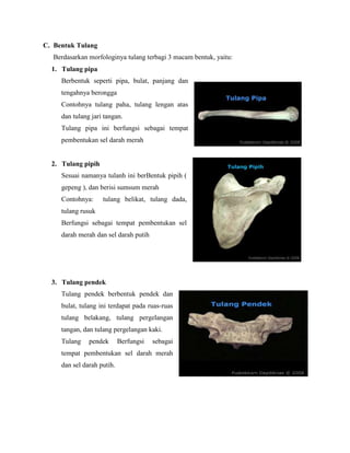 C. Bentuk Tulang
Berdasarkan morfologinya tulang terbagi 3 macam bentuk, yaitu:
1. Tulang pipa
Berbentuk seperti pipa, bulat, panjang dan
tengahnya berongga
Contohnya tulang paha, tulang lengan atas
dan tulang jari tangan.
Tulang pipa ini berfungsi sebagai tempat
pembentukan sel darah merah

2. Tulang pipih
Sesuai namanya tulanh ini berBentuk pipih (
gepeng ), dan berisi sumsum merah
Contohnya:

tulang belikat, tulang dada,

tulang rusuk
Berfungsi sebagai tempat pembentukan sel
darah merah dan sel darah putih

3. Tulang pendek
Tulang pendek berbentuk pendek dan
bulat, tulang ini terdapat pada ruas-ruas
tulang belakang, tulang pergelangan
tangan, dan tulang pergelangan kaki.
Tulang

pendek

Berfungsi

sebagai

tempat pembentukan sel darah merah
dan sel darah putih.

 