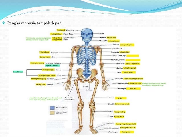 43 Gambar  Tengkorak Manusia Dan Nama Tulangnya Penting 