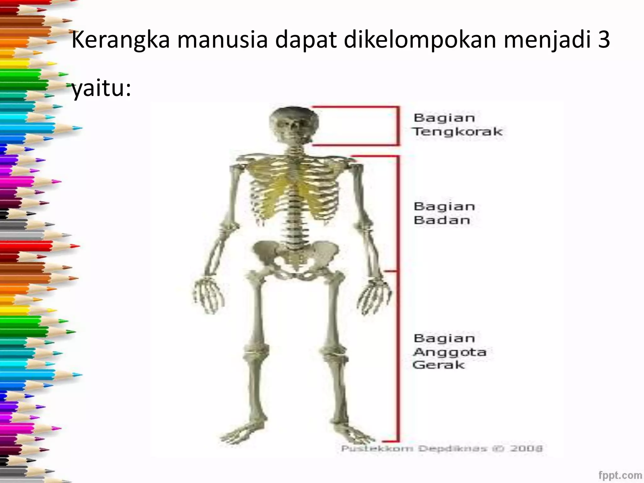 Kerangka manusia dapat dikelompokan menjadi 3 
yaitu: 
 