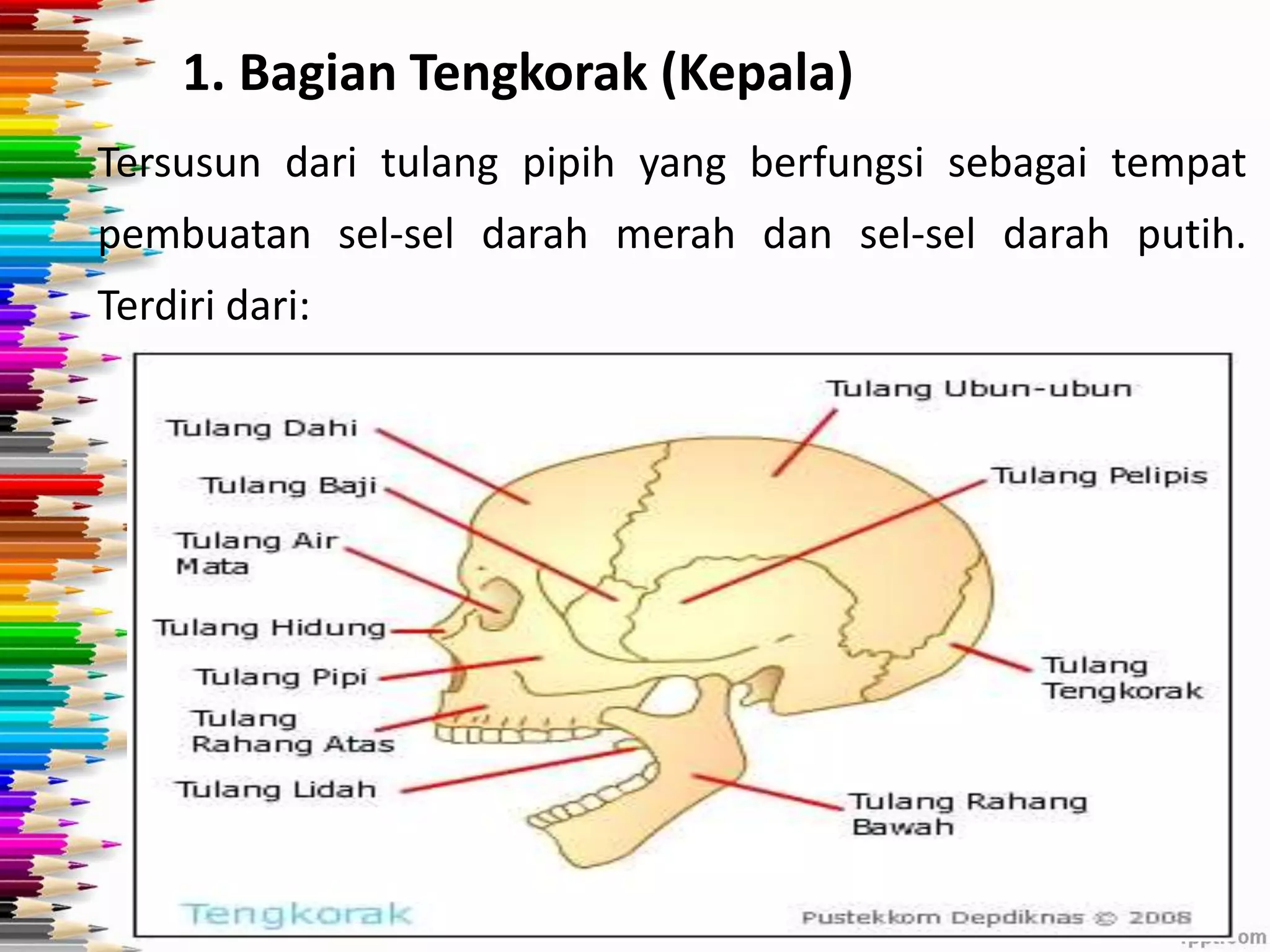 1. Bagian Tengkorak (Kepala) 
Tersusun dari tulang pipih yang berfungsi sebagai tempat 
pembuatan sel-sel darah merah dan sel-sel darah putih. 
Terdiri dari: 
 