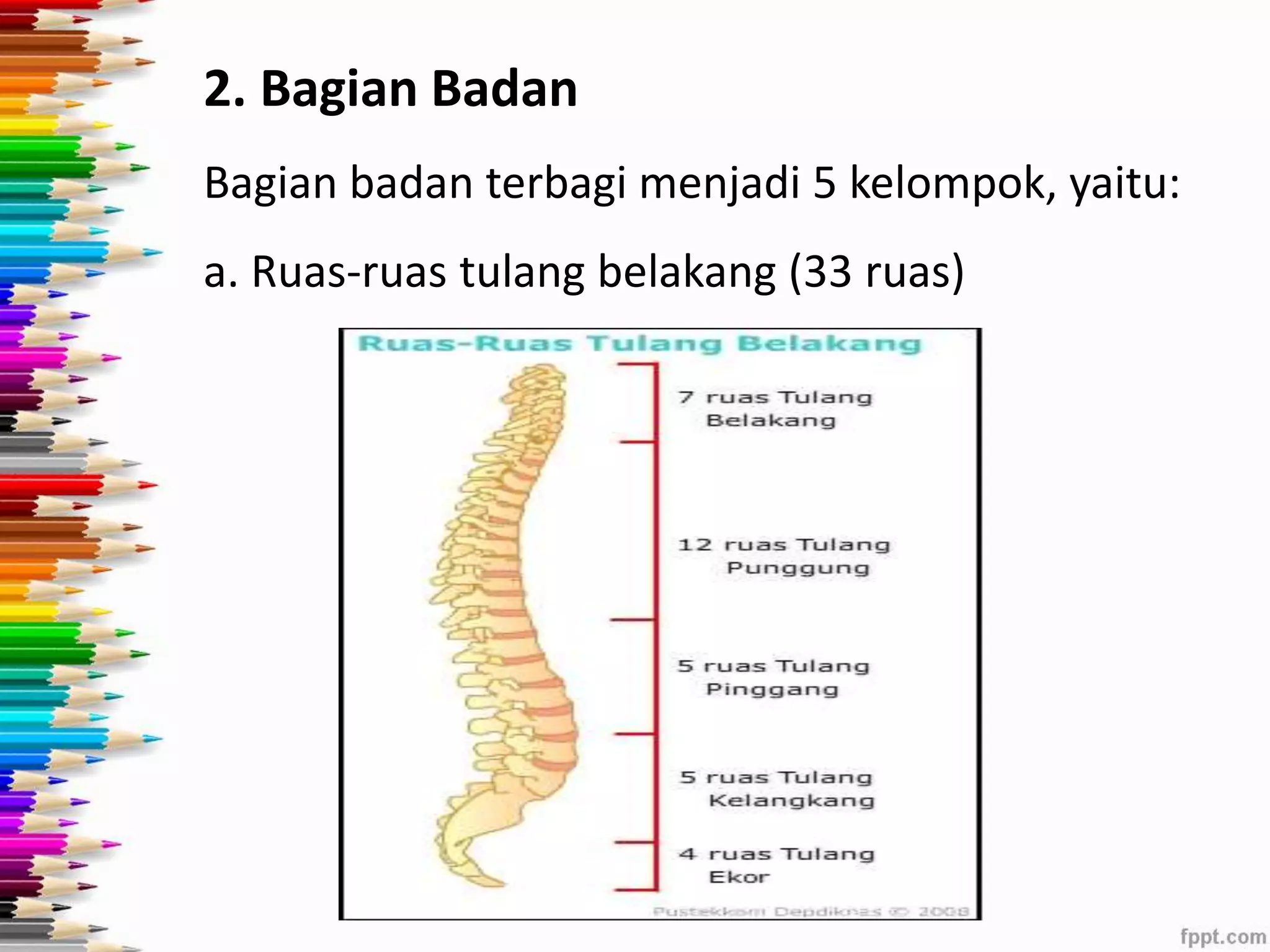 2. Bagian Badan 
Bagian badan terbagi menjadi 5 kelompok, yaitu: 
a. Ruas-ruas tulang belakang (33 ruas) 
 