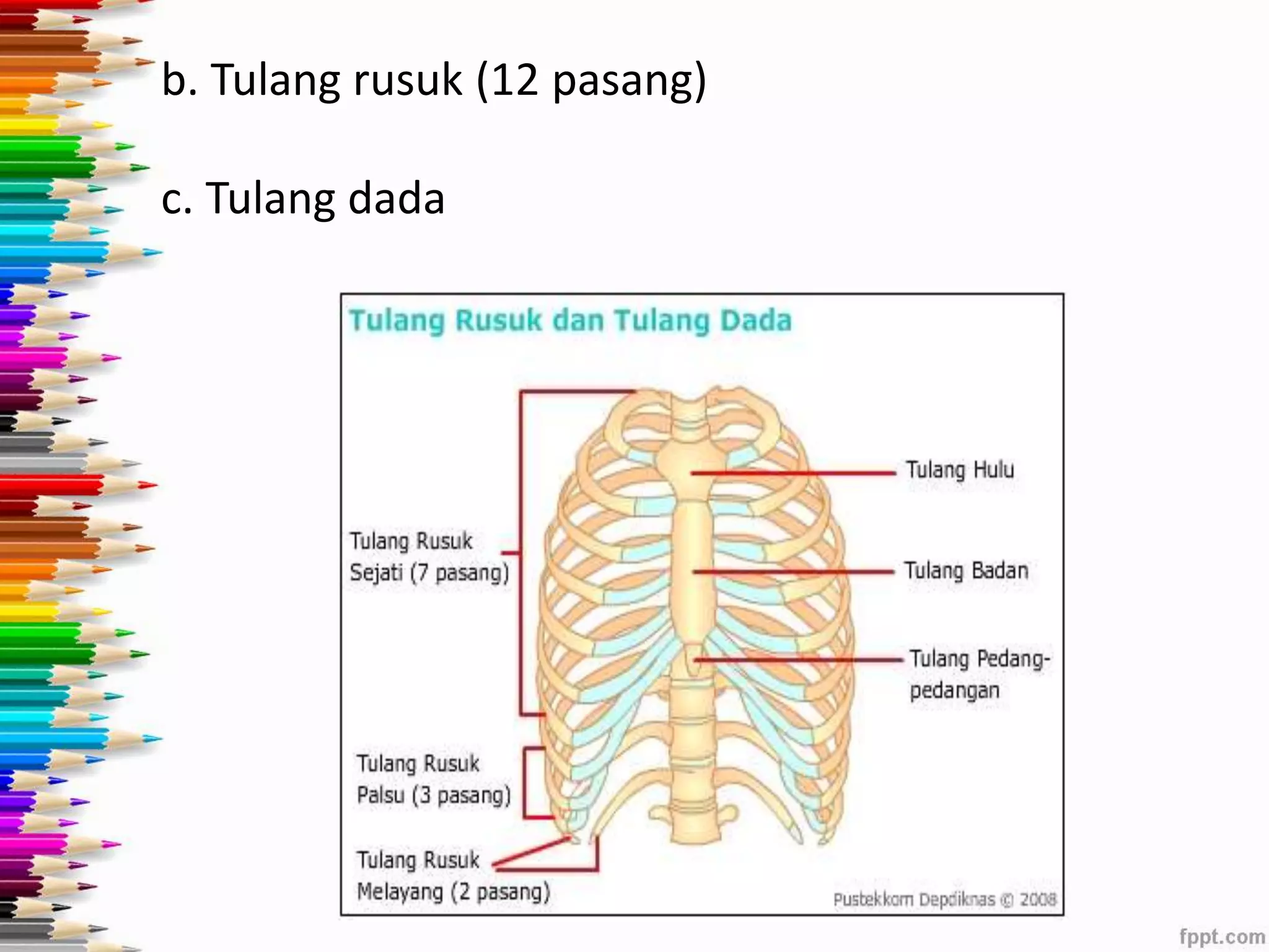 b. Tulang rusuk (12 pasang) 
c. Tulang dada 
 