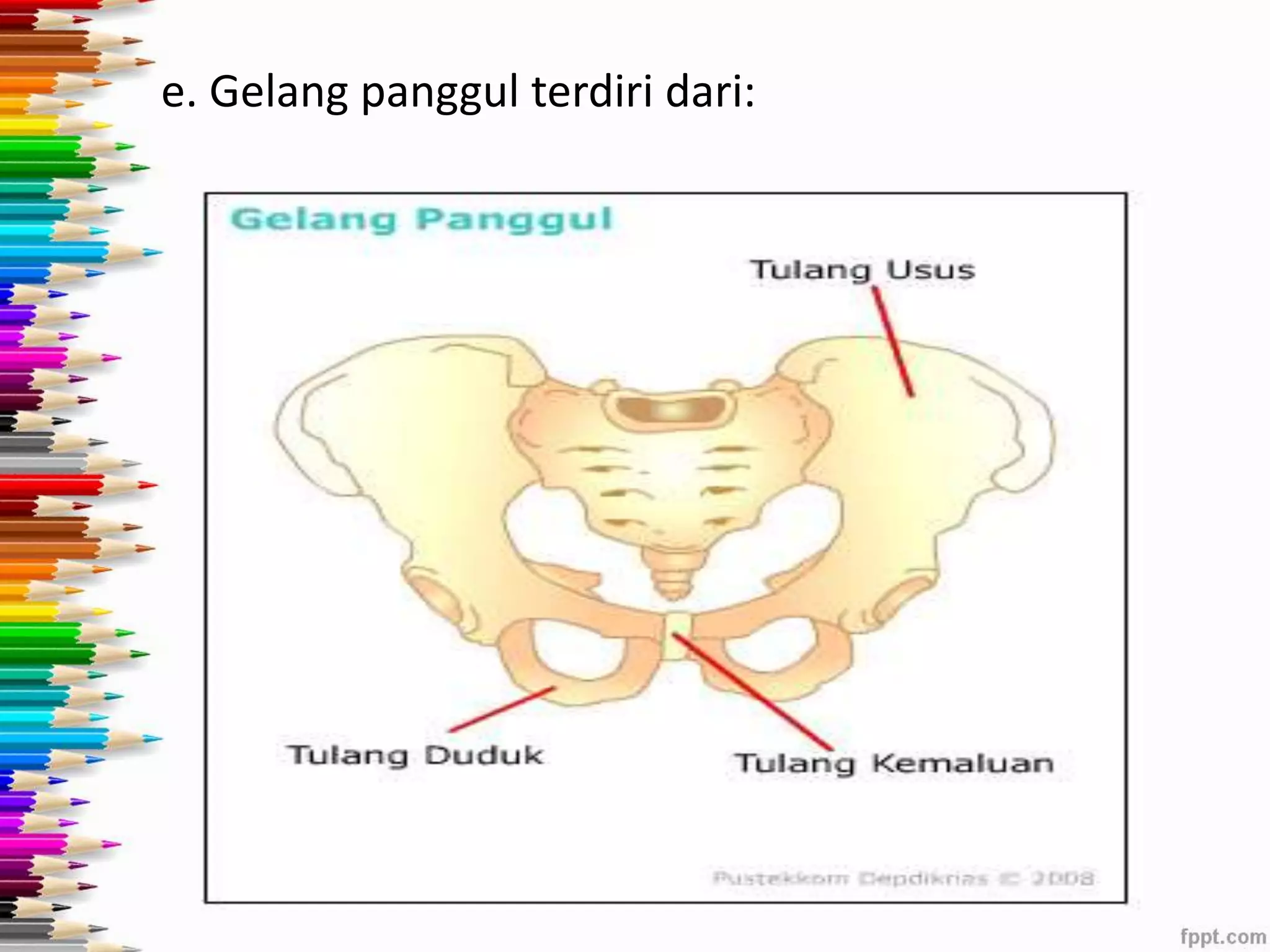 e. Gelang panggul terdiri dari: 
 