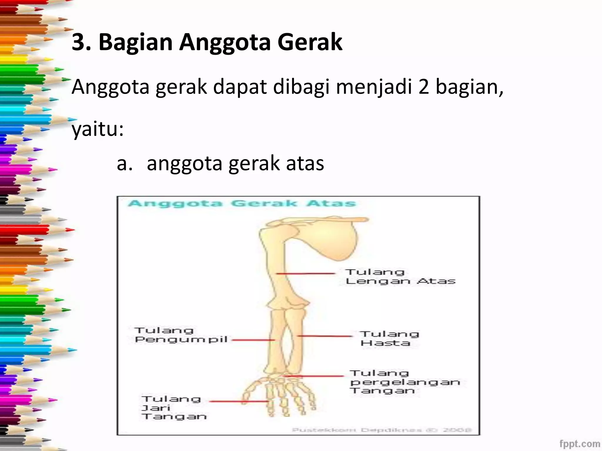 3. Bagian Anggota Gerak 
Anggota gerak dapat dibagi menjadi 2 bagian, 
yaitu: 
a. anggota gerak atas 
 