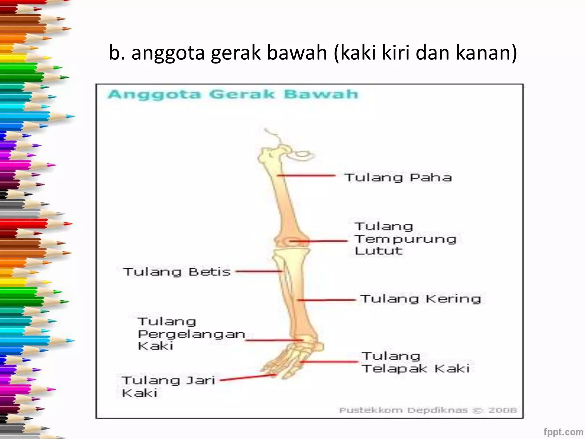 b. anggota gerak bawah (kaki kiri dan kanan) 
 