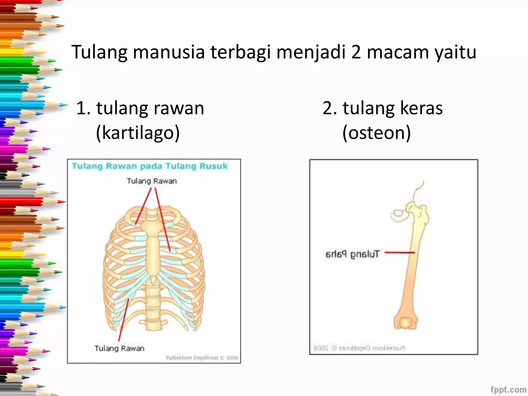 Tulang manusia terbagi menjadi 2 macam yaitu 
1. tulang rawan 
(kartilago) 
2. tulang keras 
(osteon) 
 
