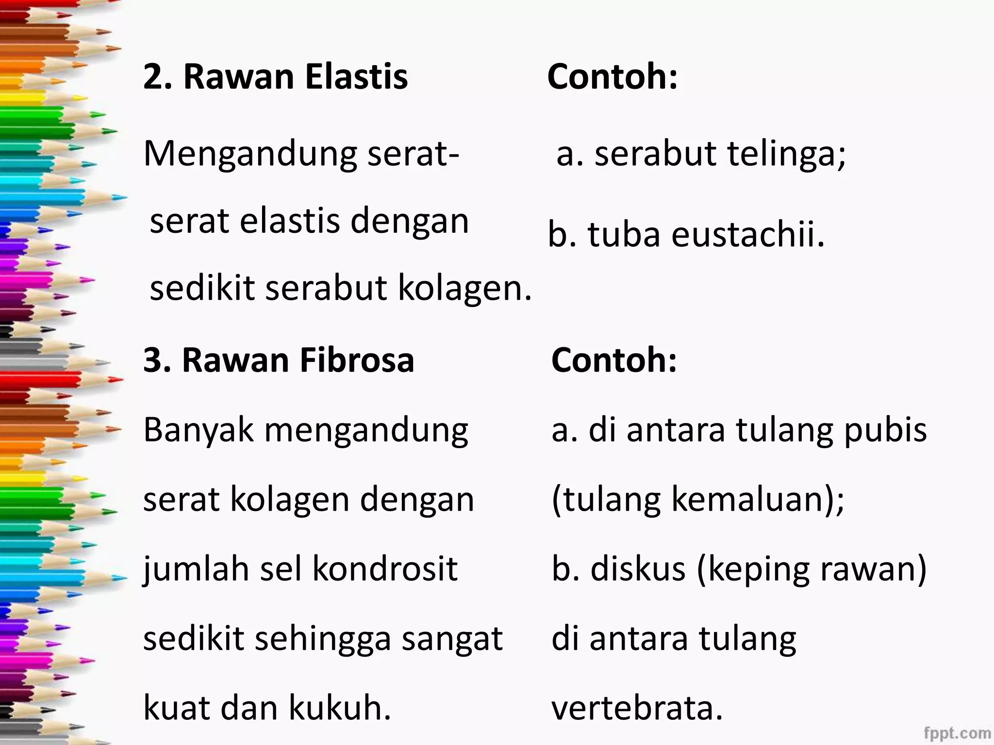 2. Rawan Elastis 
Mengandung serat-serat 
elastis dengan 
sedikit serabut kolagen. 
Contoh: 
a. serabut telinga; 
b. tuba eustachii. 
3. Rawan Fibrosa 
Banyak mengandung 
serat kolagen dengan 
jumlah sel kondrosit 
sedikit sehingga sangat 
kuat dan kukuh. 
Contoh: 
a. di antara tulang pubis 
(tulang kemaluan); 
b. diskus (keping rawan) 
di antara tulang 
vertebrata. 
 