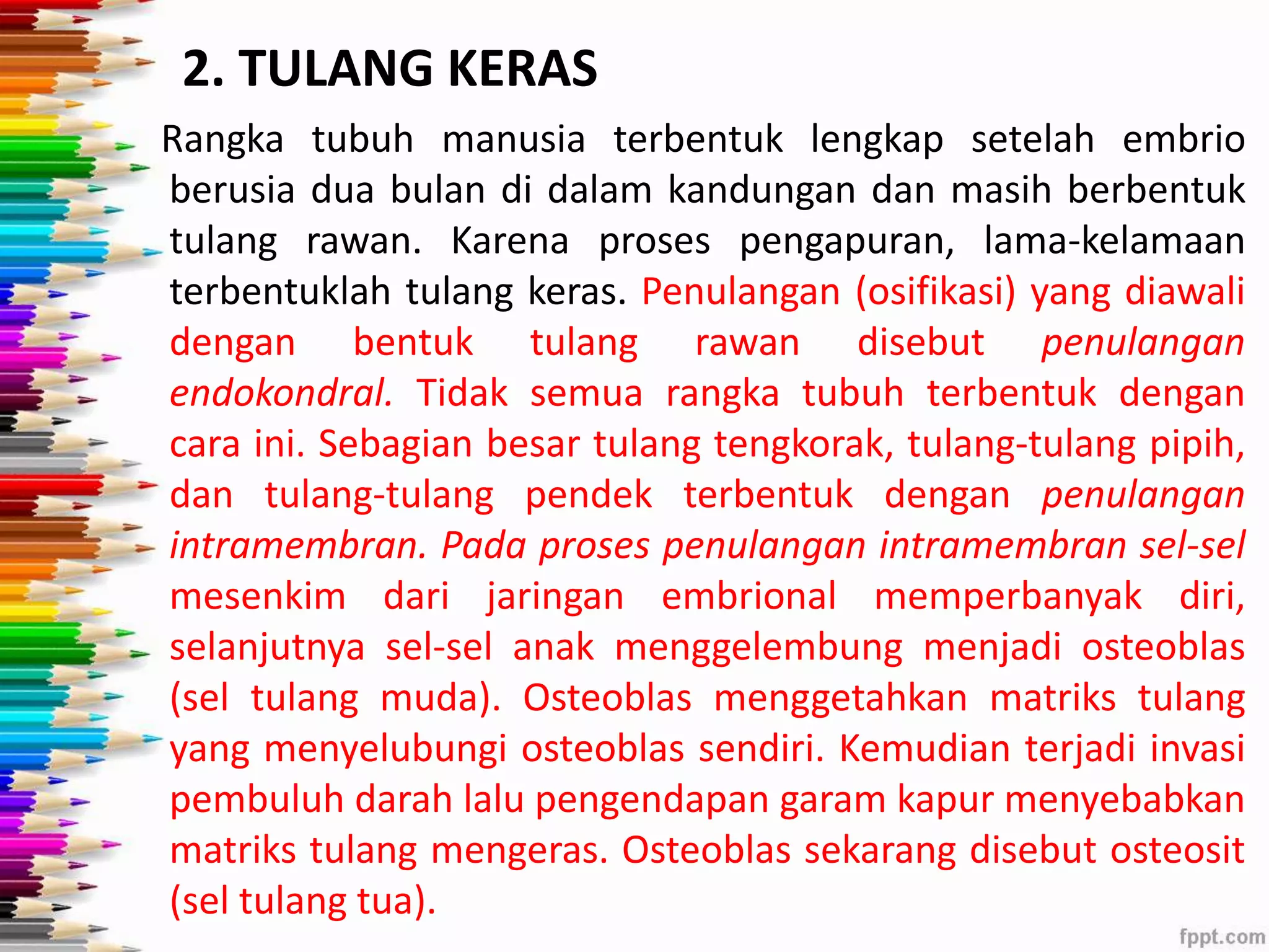 2. TULANG KERAS 
Rangka tubuh manusia terbentuk lengkap setelah embrio 
berusia dua bulan di dalam kandungan dan masih berbentuk 
tulang rawan. Karena proses pengapuran, lama-kelamaan 
terbentuklah tulang keras. Penulangan (osifikasi) yang diawali 
dengan bentuk tulang rawan disebut penulangan 
endokondral. Tidak semua rangka tubuh terbentuk dengan 
cara ini. Sebagian besar tulang tengkorak, tulang-tulang pipih, 
dan tulang-tulang pendek terbentuk dengan penulangan 
intramembran. Pada proses penulangan intramembran sel-sel 
mesenkim dari jaringan embrional memperbanyak diri, 
selanjutnya sel-sel anak menggelembung menjadi osteoblas 
(sel tulang muda). Osteoblas menggetahkan matriks tulang 
yang menyelubungi osteoblas sendiri. Kemudian terjadi invasi 
pembuluh darah lalu pengendapan garam kapur menyebabkan 
matriks tulang mengeras. Osteoblas sekarang disebut osteosit 
(sel tulang tua). 
 